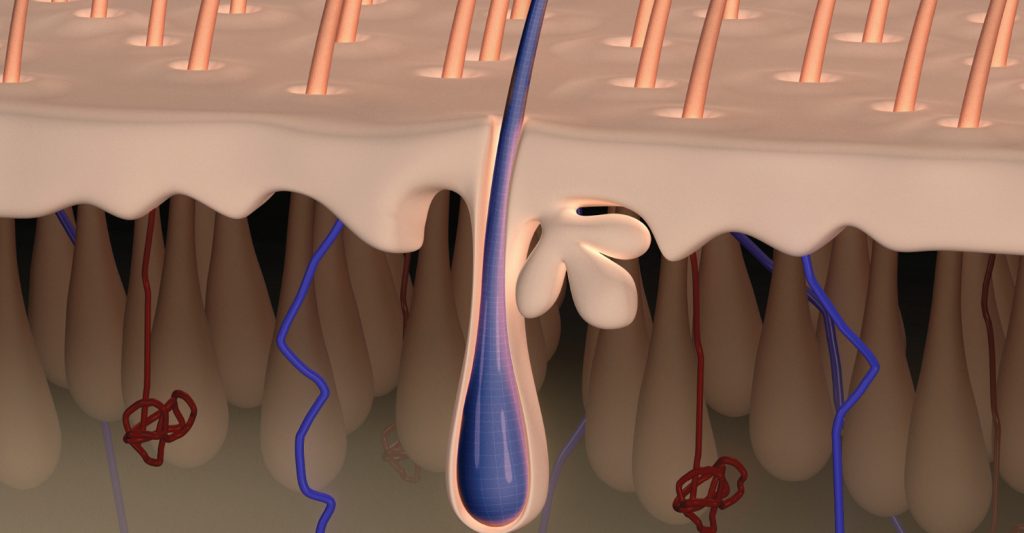 Hair Follicle Test for Color Service